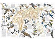 Eastern Hemisphere Bird Mirgration Wall Map