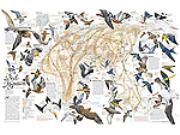 Eastern Hemisphere Bird Migration Wall Map