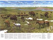 Ice Age Mammals of the Alaskan Tundra 1972 Wall Map