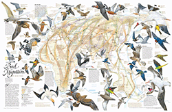 Eastern Hemisphere Bird Migration Wall Map National Geographic