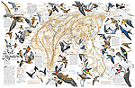Eastern Hemisphere Bird Mirgration Wall Map