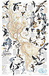 Western Hemisphere Bird Migration Wall Map