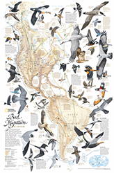 Western Hemisphere Bird Migration Wall Map