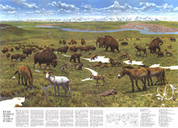 Ice Age Mammals of the Alaskan Tundra 1972 Wall Map