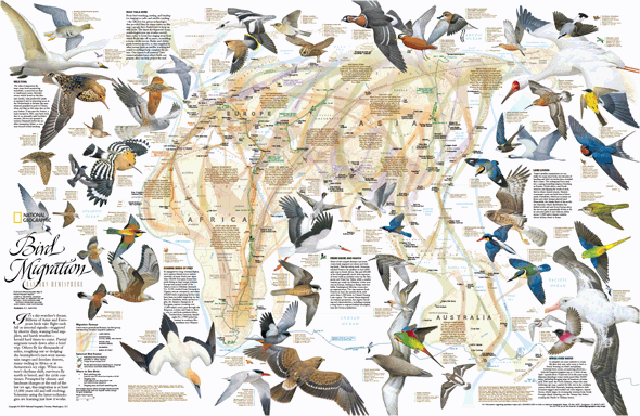 Eastern Hemisphere Bird Migration Wall Map