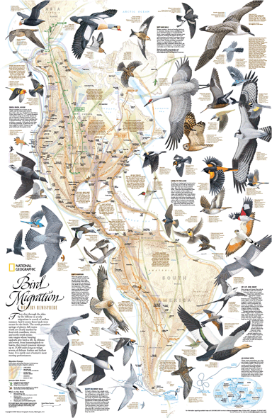 Western Hemisphere Bird Migration Wall Map