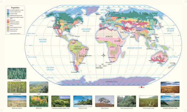 World Vegetation Wall Map